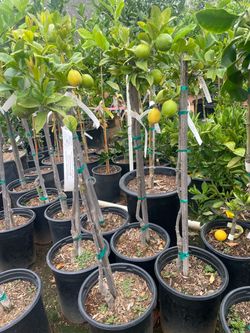 Orange Trees- Tangerine Trees- Lemon Trees- Lime Trees- Grapefruit Trees - 5 Gallon Size