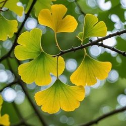 Beautiful Ginkco 