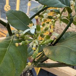 Mexican Key Lime Tree