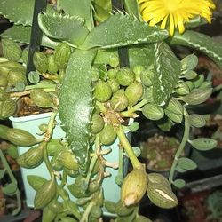 Beautiful Succulent Arrangement.