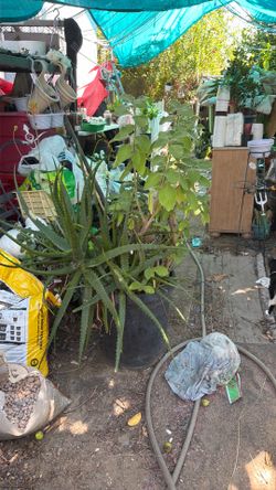 Planta 🌱