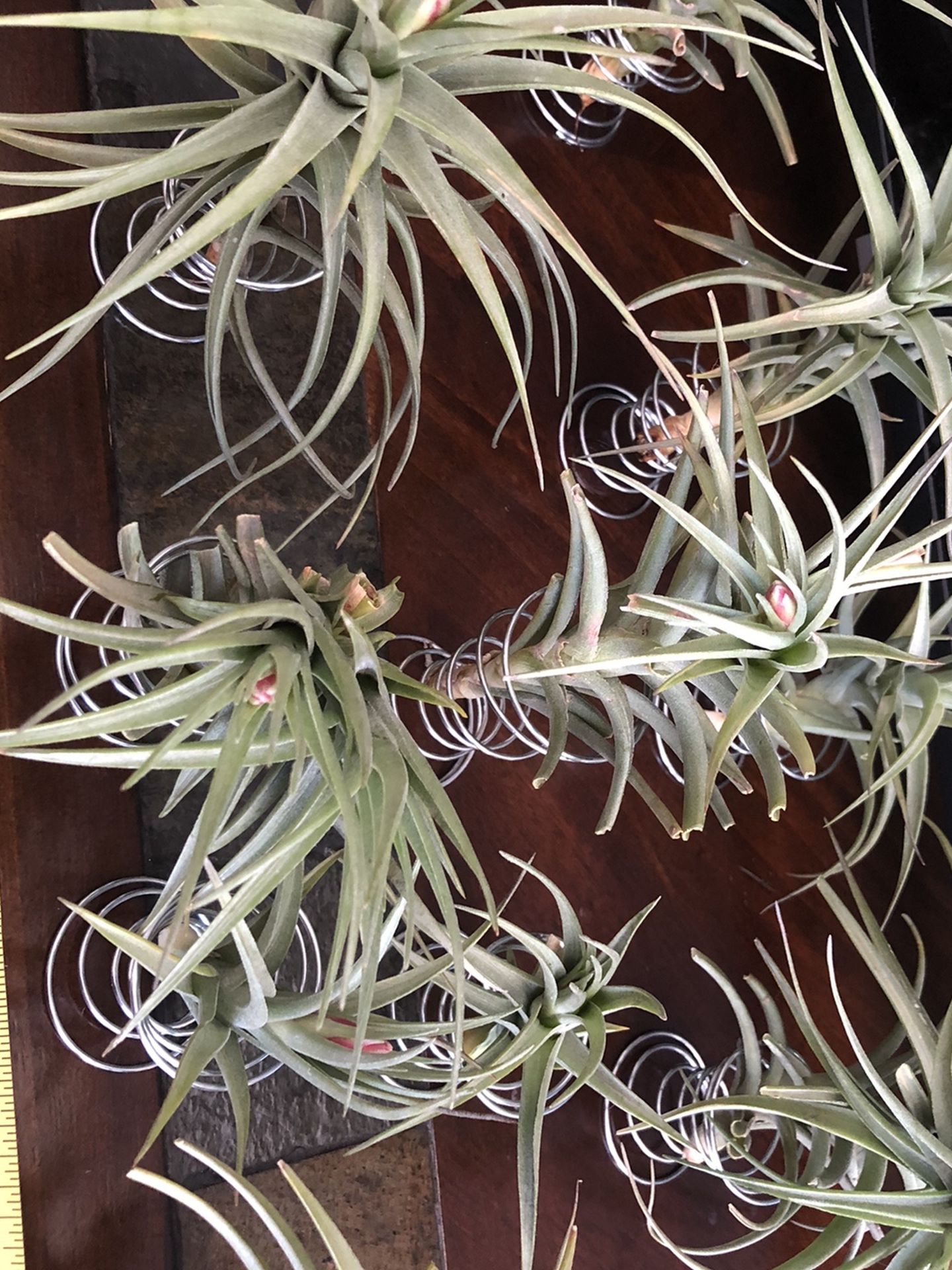 Beautiful Flawering Air Plants With New Holders