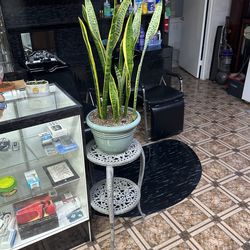 Natural flower with stent together $150