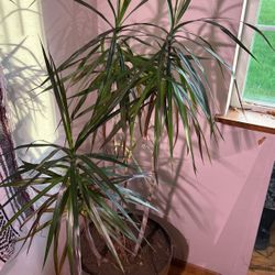 Dracaena Marginata Bush-Live Plant in a 15 Inch Pot-Dracaena Marginata-Easy Care Indoor Air Cleaning Plant