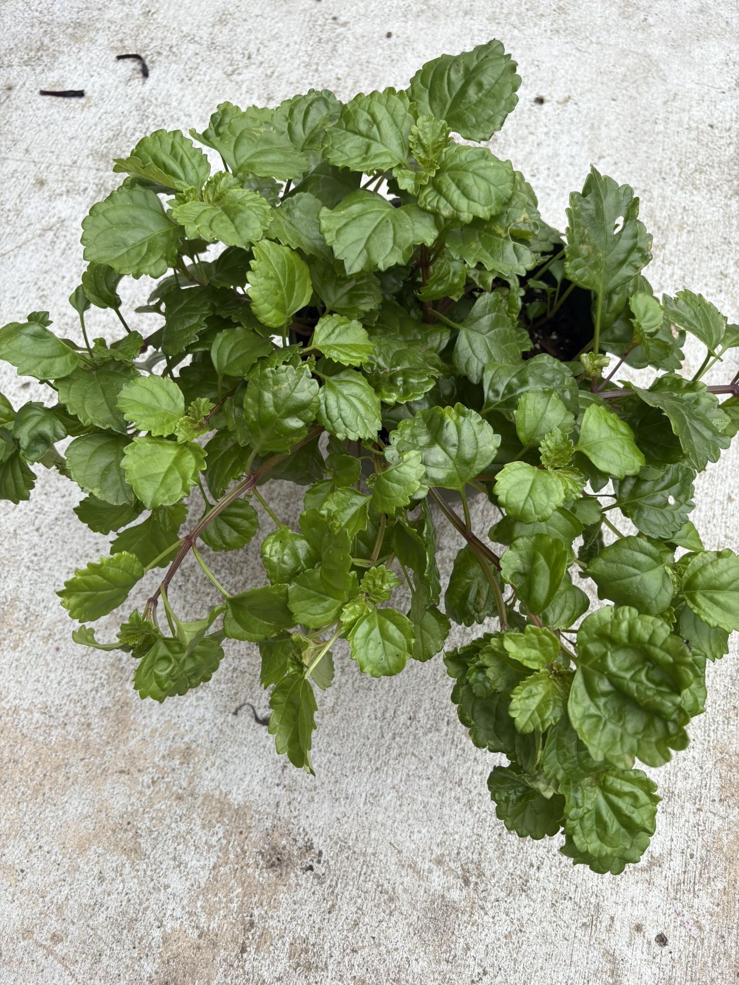 Hanging plant