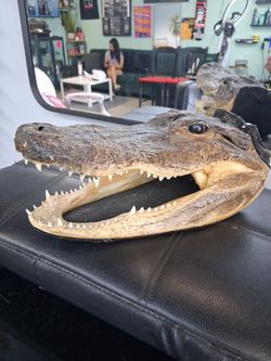 Alligator head prop