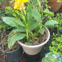 Planta De Lirio 