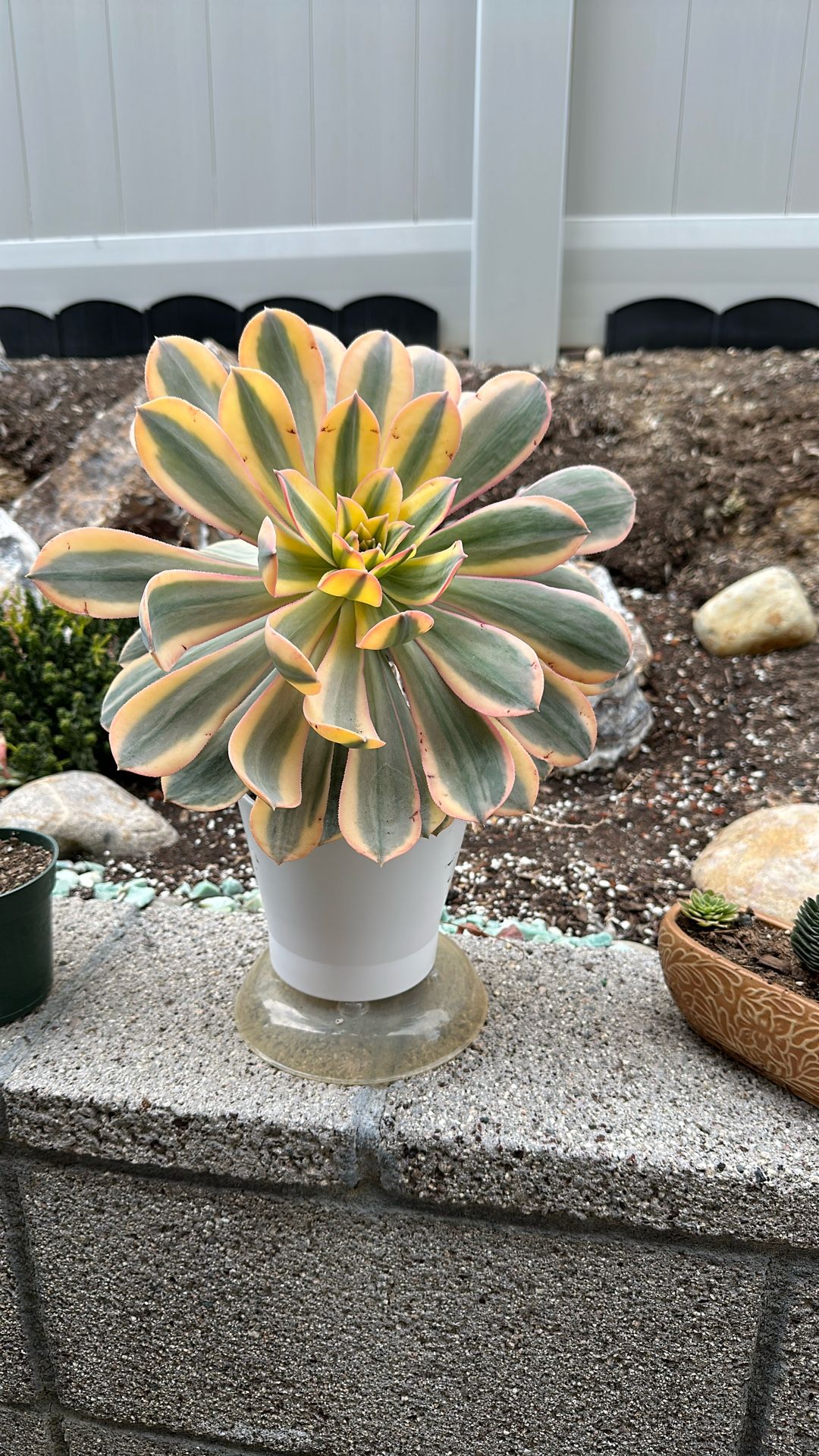 Sunburst Succulent Plant