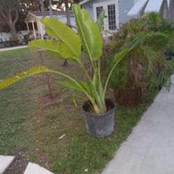 Big Plant 