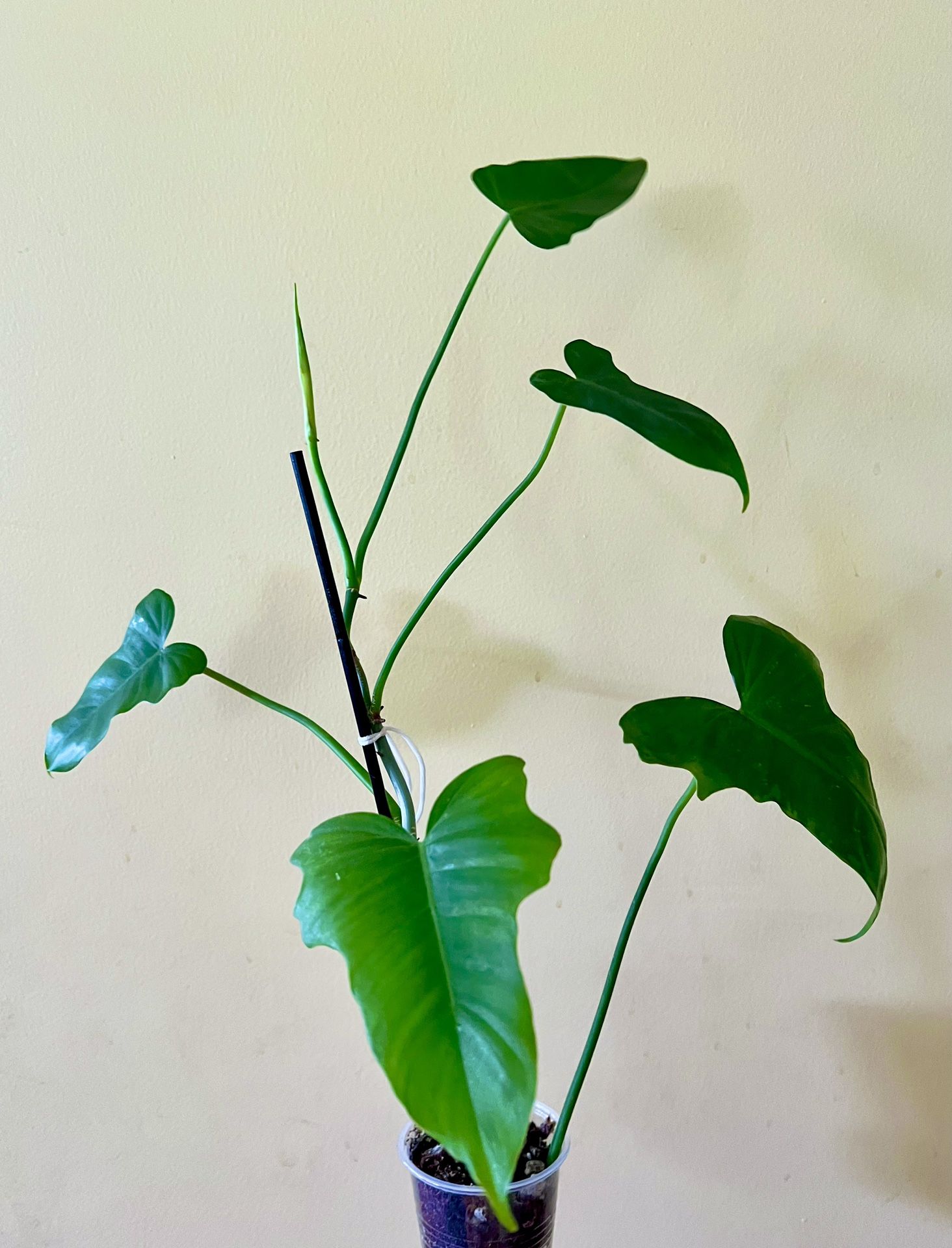 Philodendron Mottled Golden Dragon (B)