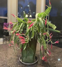 George Favorite Epiphylumm Cactus Orchid Fresh Cutting 6-8in. 