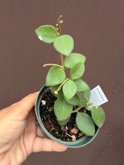 4” hoya nummularoides