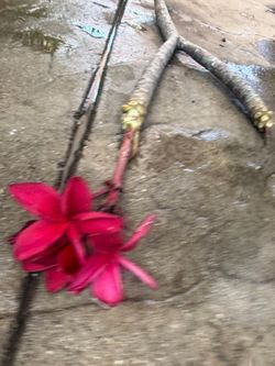 Cutting plumeria