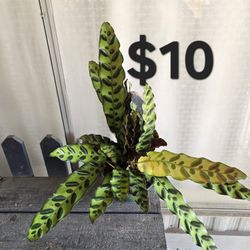 Rattlesnake Plant 