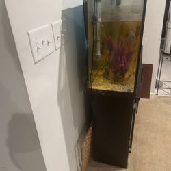 Fish Tank