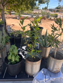 Plants great price
