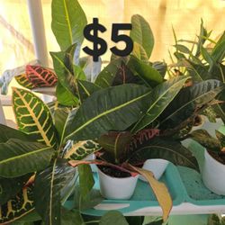 Croton Plants