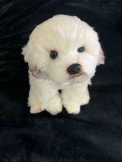 White Fluffy Dog Stuffed Animal Plush