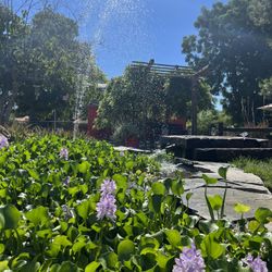 Water Plants For Sale