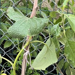 Hoja Santa Holy Leaf Plant  1-4 Ft Compra 1 Recibe Gratis 1. Buy 1 Get 1 Free Plant 