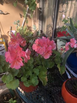 Pink geranium