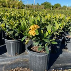 Ixora Available 3 Gallon Pots..$9 Each 