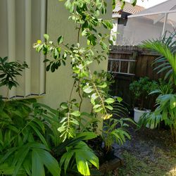 BAHAMA STRONGBARK