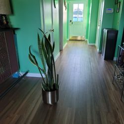 Snake Plant In Gold Pot In Chino Hills