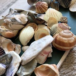 Lot Of Seashells For Crafts Jewelry Making Craft Supply for Sale in Denver,  CO - OfferUp