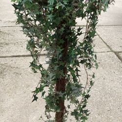 Decorative ivy tree