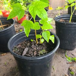 Papaya One Gallon Plant