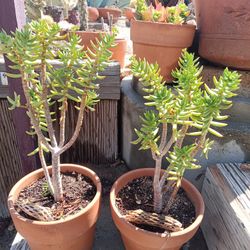 Tetragona Succulent Plant 