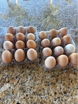 Fresh Eggs