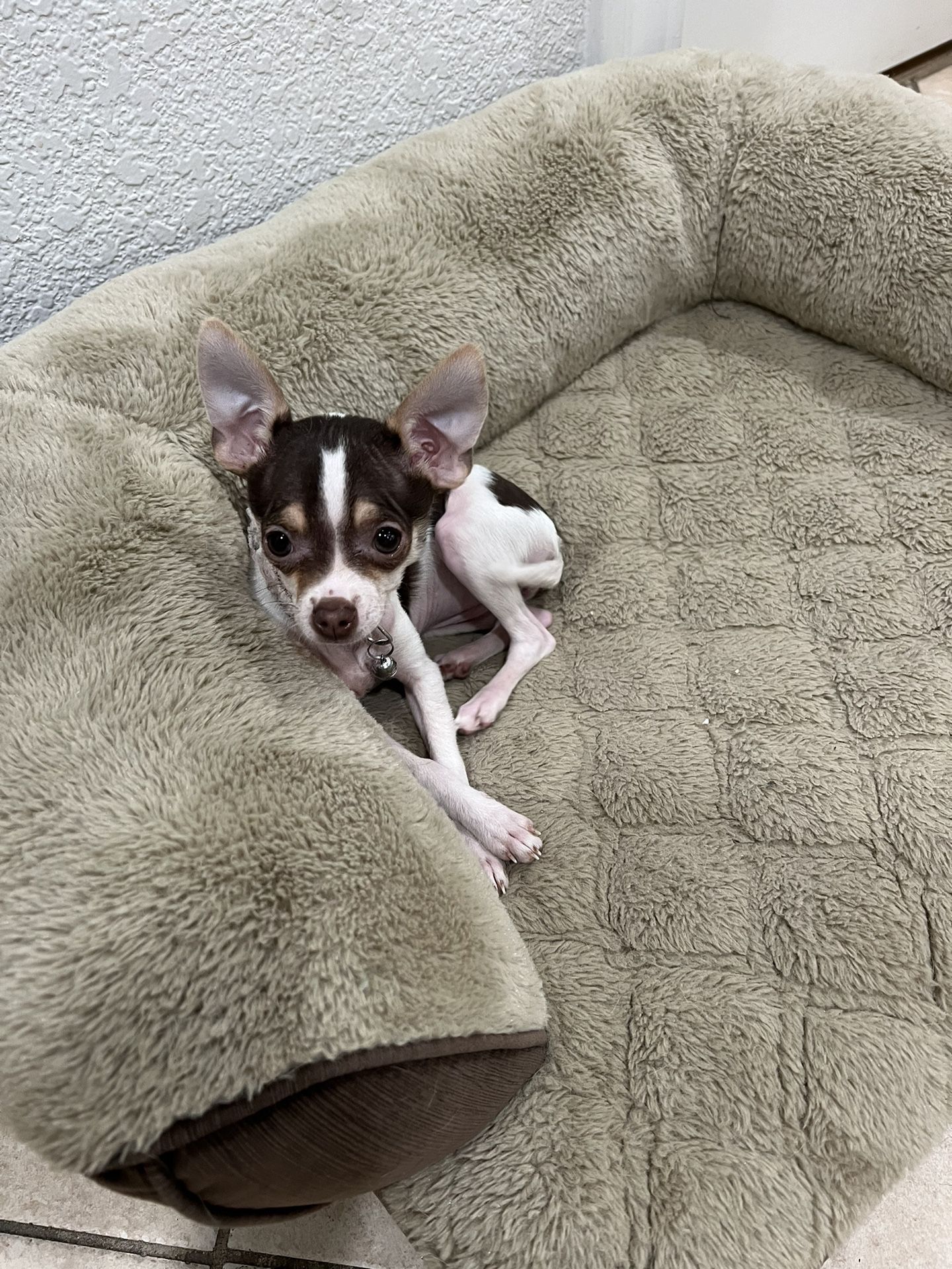 Small Brown And White Dog 🐕 Bed