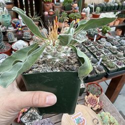 Pachypodium namaquanum 6”