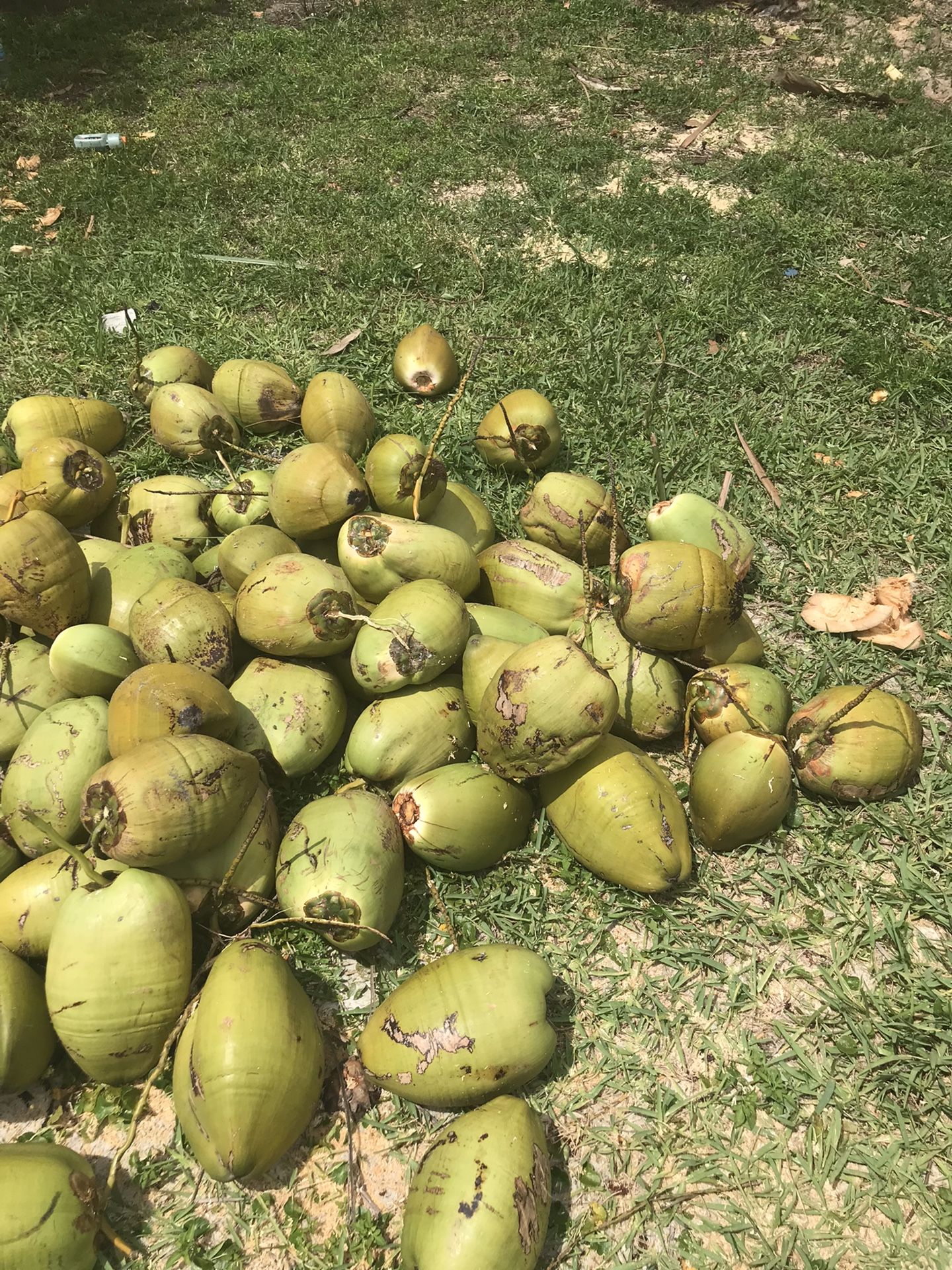 Coconuts For Sale/ Cocos A La Venta