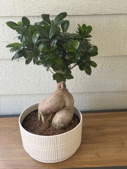 Ginseng Ficus (Ficus microcarpa bonsai tree