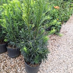Japanese Yew(3 Gal.)