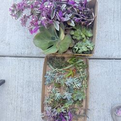 Succulents And Tradescantia 