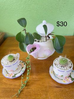 Succulent Arrangement 