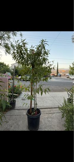 Árbol de durazno 🍑 ya dando fruta