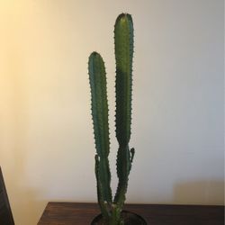 Tall euphorbia trigona