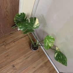 Monstera Thai Constellation 