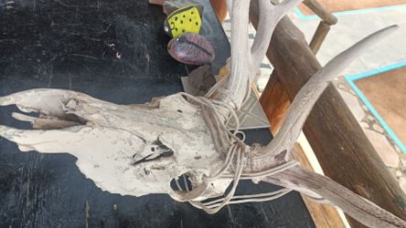 Deer skull with Antlers