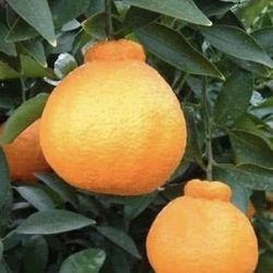 Sumo Mandarin Fruit Tree