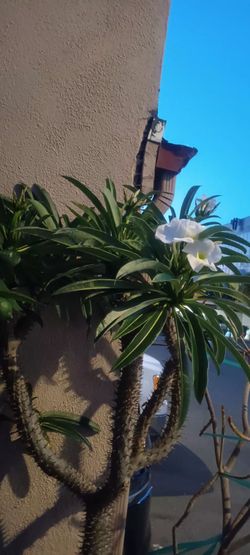 Madagascar Palm 🌴