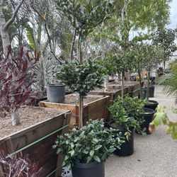 3 Tiers Topiary  Waxleaf Privet 