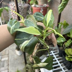 Silver Stripe Philodendron Plant