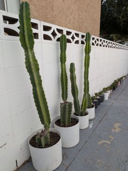 Plants for sale