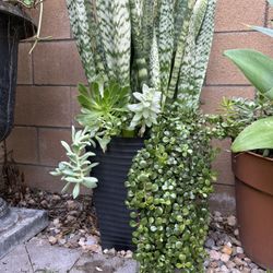 Snake Plant With Assorted Succulent Plants 